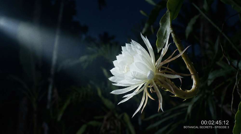 黑丝植物视频-夜间开花延时摄影